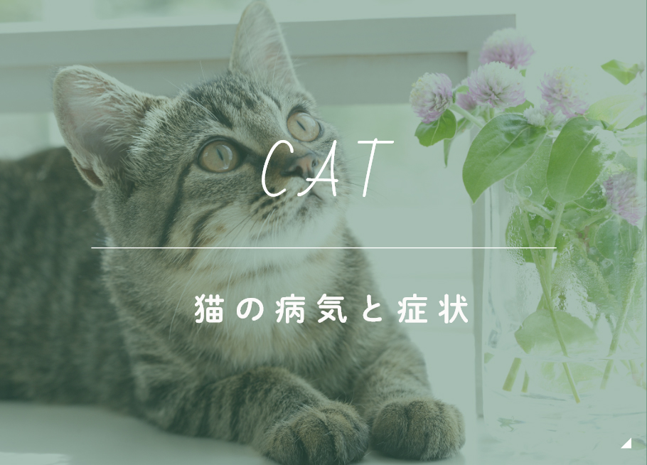 CAT 猫の病気と症状
